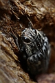 Resize of _MG_8049